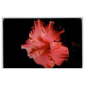 Vintage Pink Hibiscus Flower Tichnor Lusterchrome Postcard K-1929 Unposted